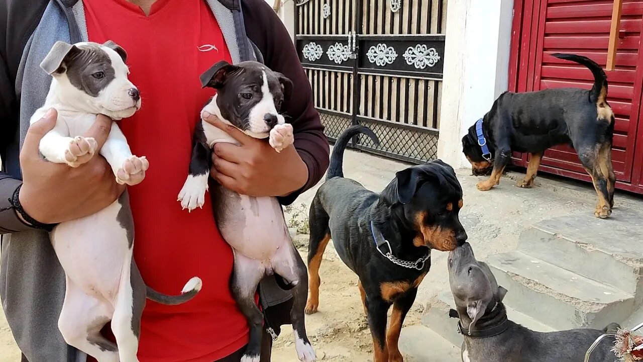 Neighbors want to sell these puppies.|| Mr.Bolt