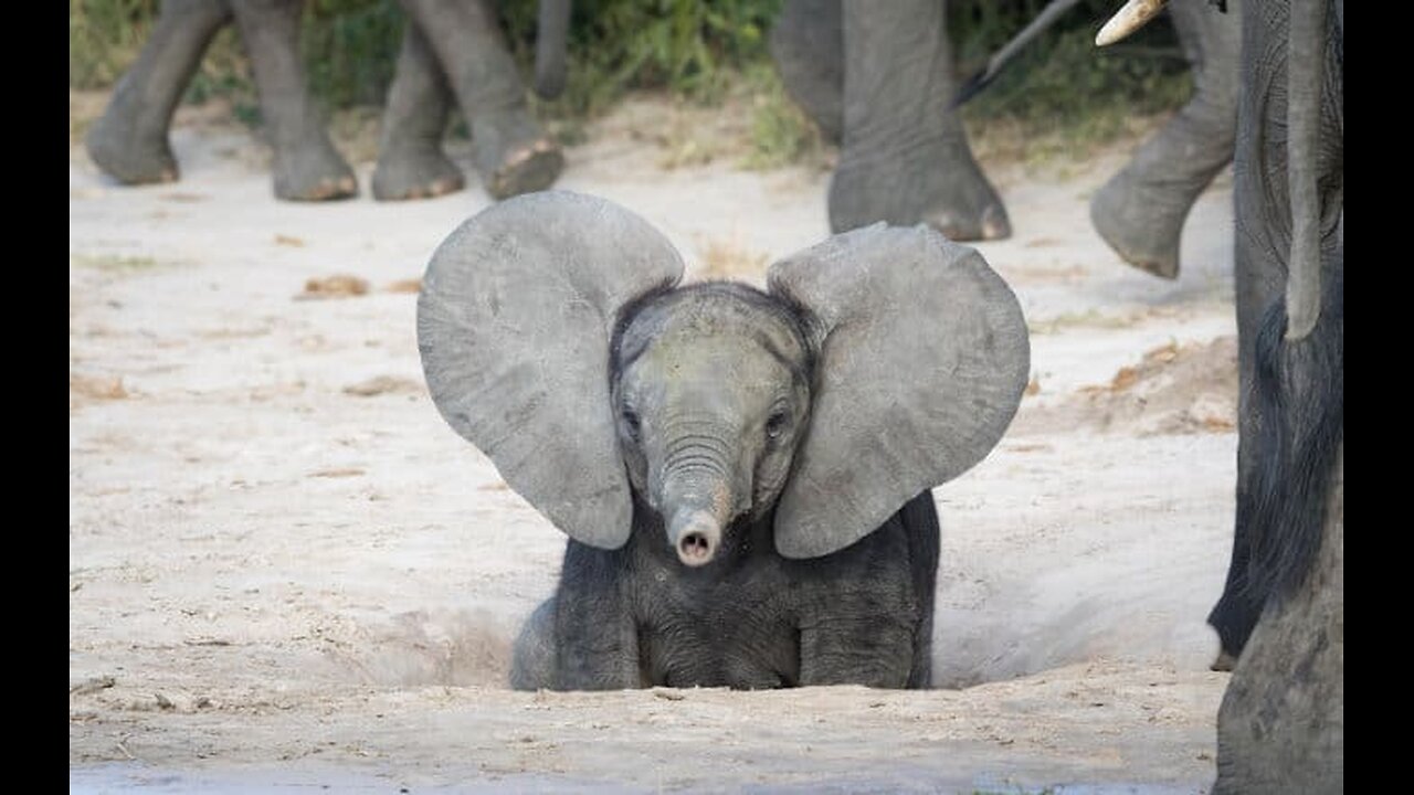 Baby elephant playing ten funny videos🐘🐘🤩