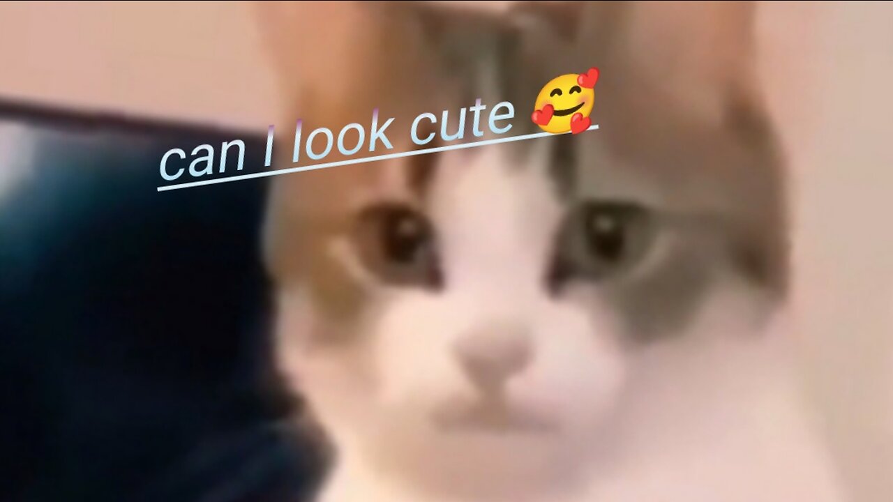 Cat ask you can I look cute 🥰🥰🥰🐈🐈🐈🐈😲😲❤️🌹