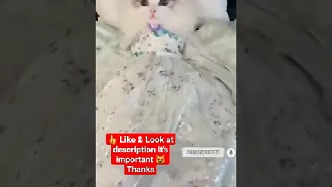 cute cat videos 😹 funny videos 😂1023😻 #shorts #cat #catvideos #fun #catsproducts #funnycatsvideos
