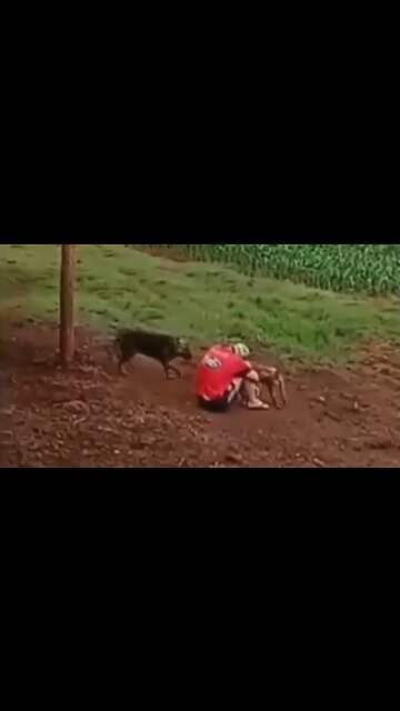 Dogs Try To Comfort Man Who Is Having A Bad Day - HaloRockNews