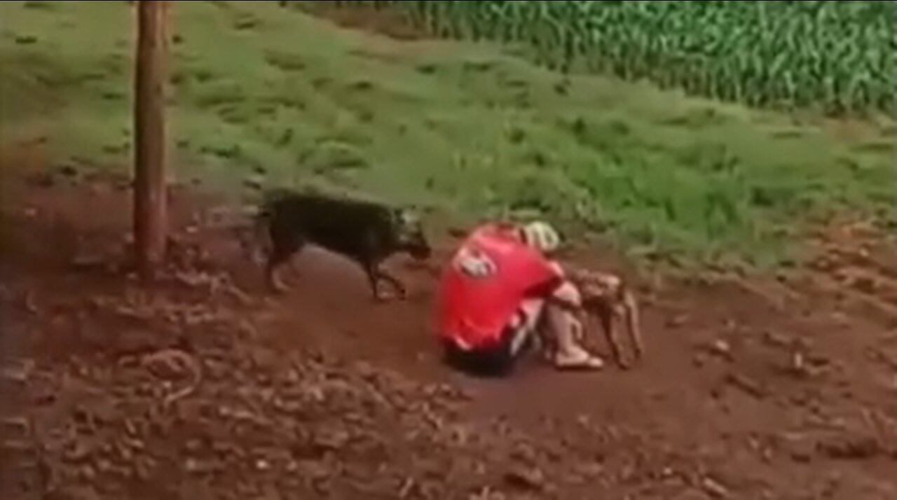 Dogs Try To Comfort Man Who Is Having A Bad Day - HaloRockNews