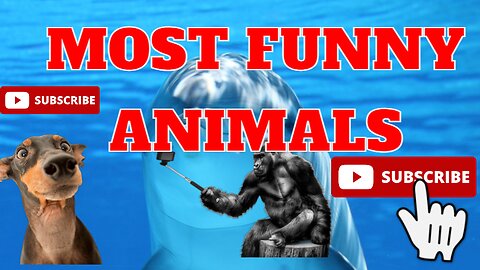 Most Funny Animals