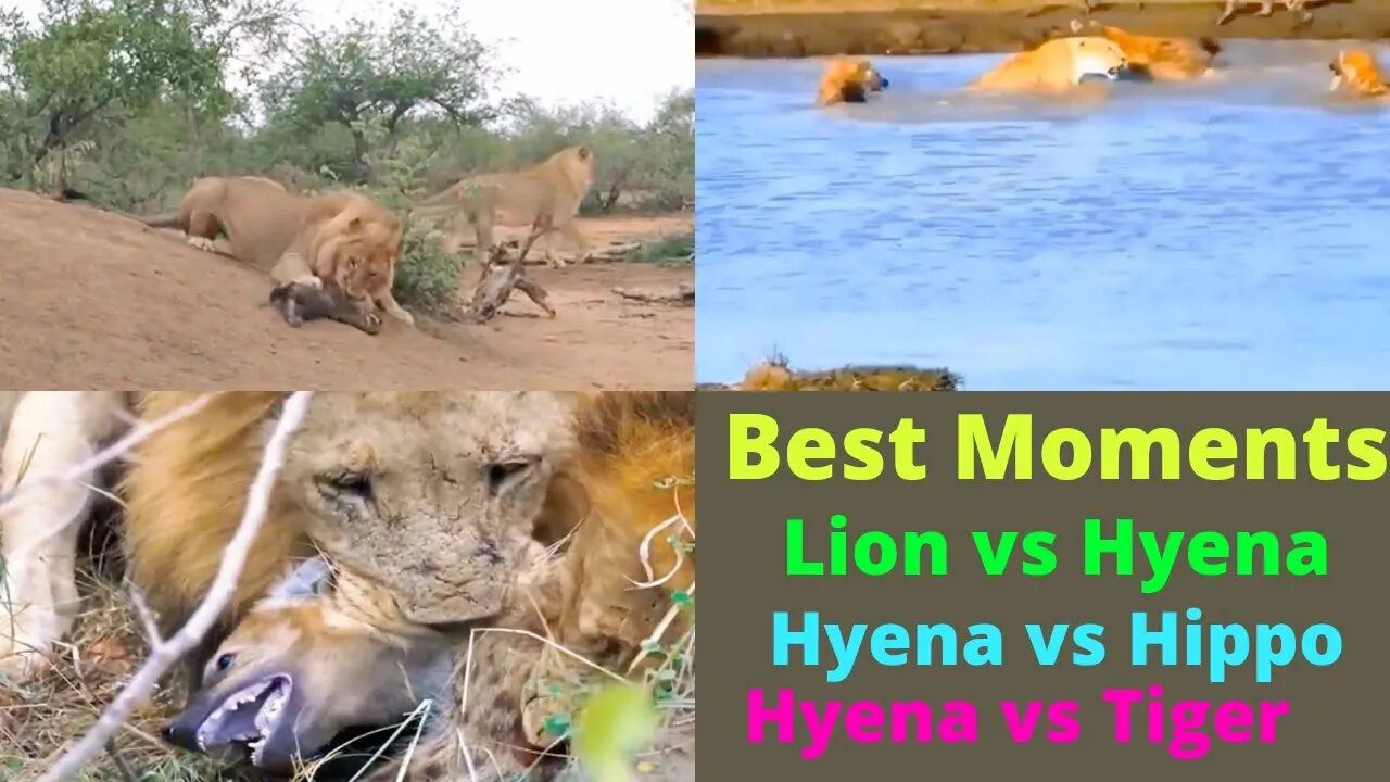 Best Moments videos Lion vs Hyena vs Cheetah vs Hippo ||@WILD ANIMALS_SKD