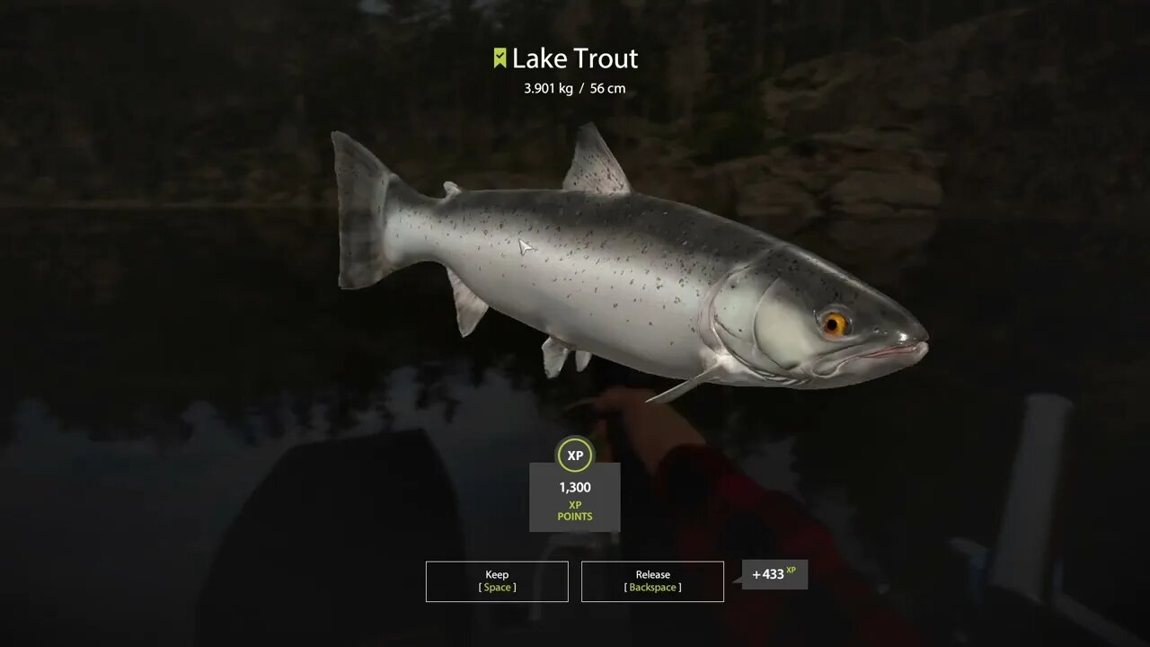 Russian Fishing 4 Kuori lake Lake Trout 3.901 Kg