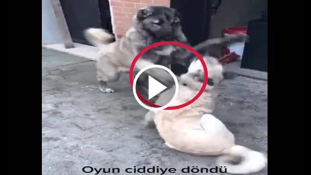 Young Kangal Shepherd Dogs Vs