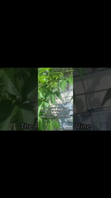 Maypop Or Cold Hardy Passionfruit?