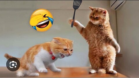 You laugh you lose 😂 animal funny😺