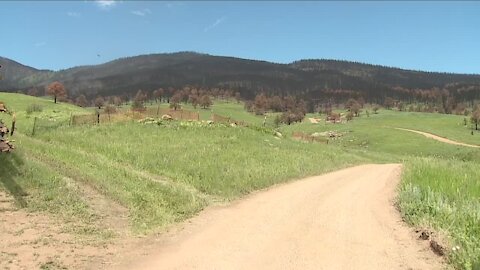 Forest floor restoration working, closures lifted in Cameron Peak & East Troublesome burn scars