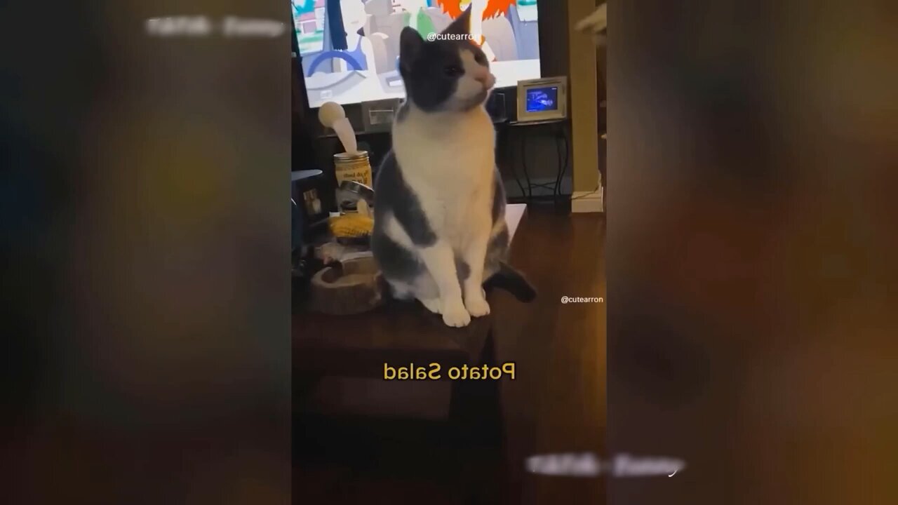 Funny animal|funny animals video|try not to laugh #Cute