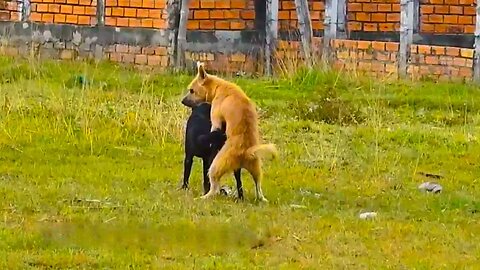 Village Dog!! Black Labrador Retriever Vs German Shepherd Dog Near Home
