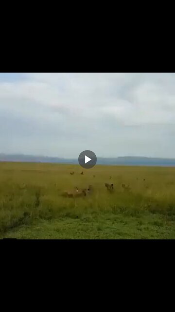 Lioness being attacked by a hyena clan is rescued by her pride