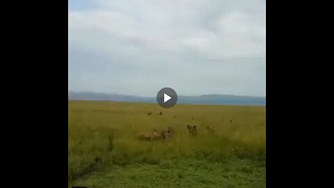 Lioness being attacked by a hyena clan is rescued by her pride