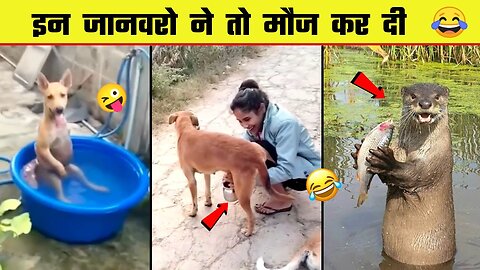 🤣 इन जानवरों की हरकते आपके तोते उड़ा देंगी 😜 Most Funny Animal Videos