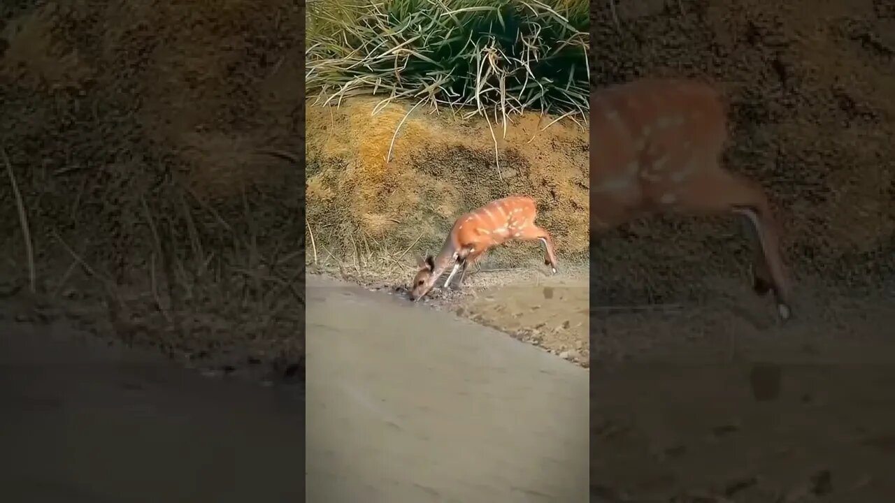 Quase foi o último gole de água 😱😱