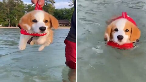 Courageous Puppies to try swimming