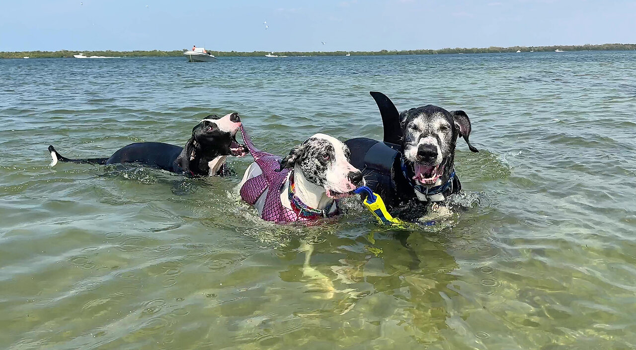 Funny Great Dane Shark & Mermaid Sighting At Florida Beach