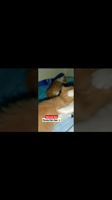 #youtubeshorts #cutecat #cats #kittens #persiancats #shorts