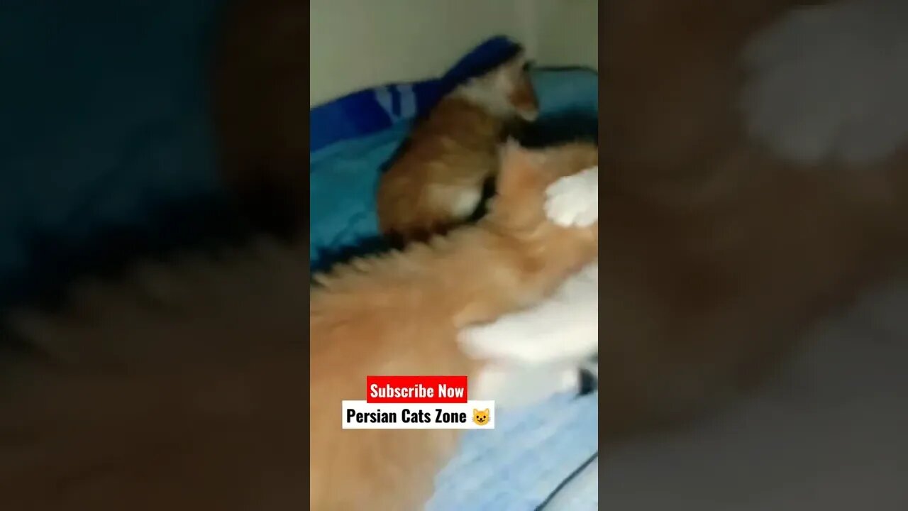#youtubeshorts #cutecat #cats #kittens #persiancats #shorts