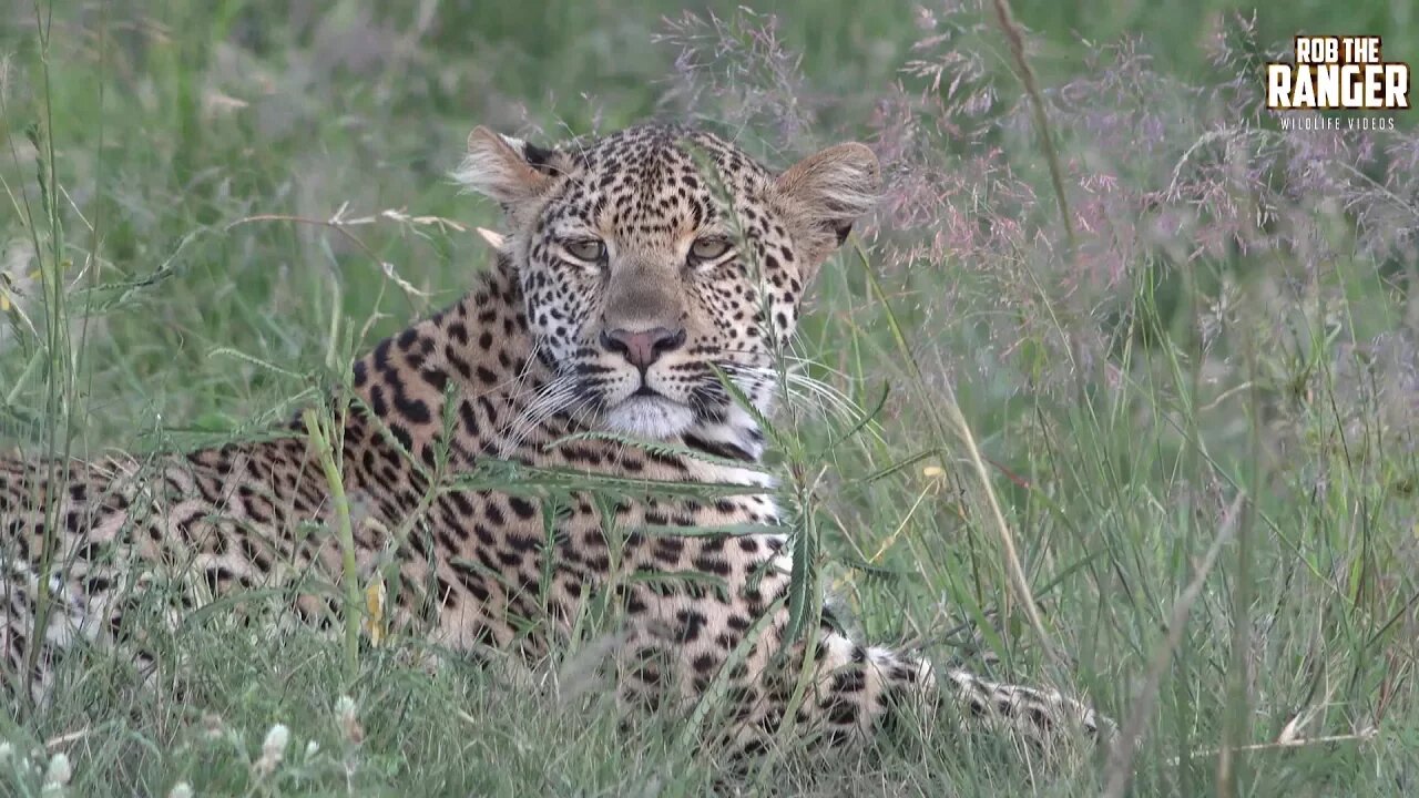 Crocodile Drowns Impala As Leopard Watches (Presented By Michael Cost)