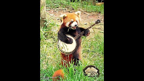 Red Panda - CUTEST AND SWEETY
