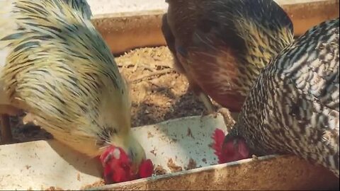 Mollie Engelhart - Beer Food for Animals