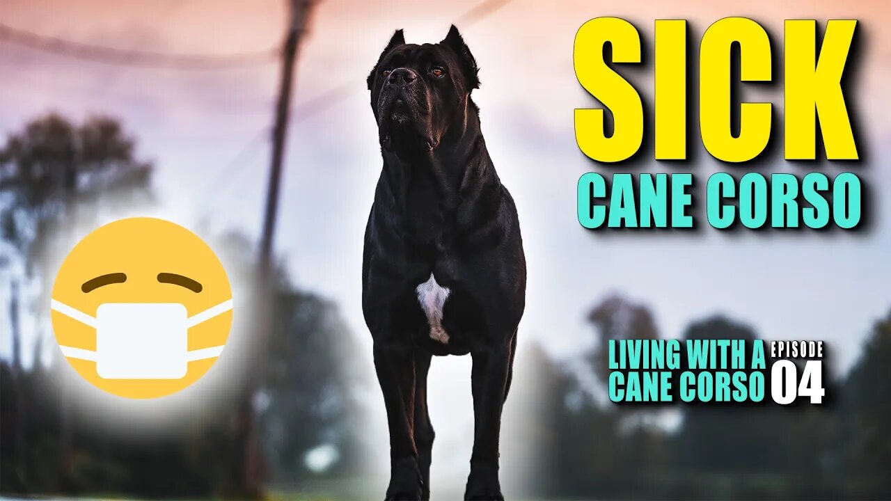 Sick Cane Corso - Living With a Cane Corso ep. 04