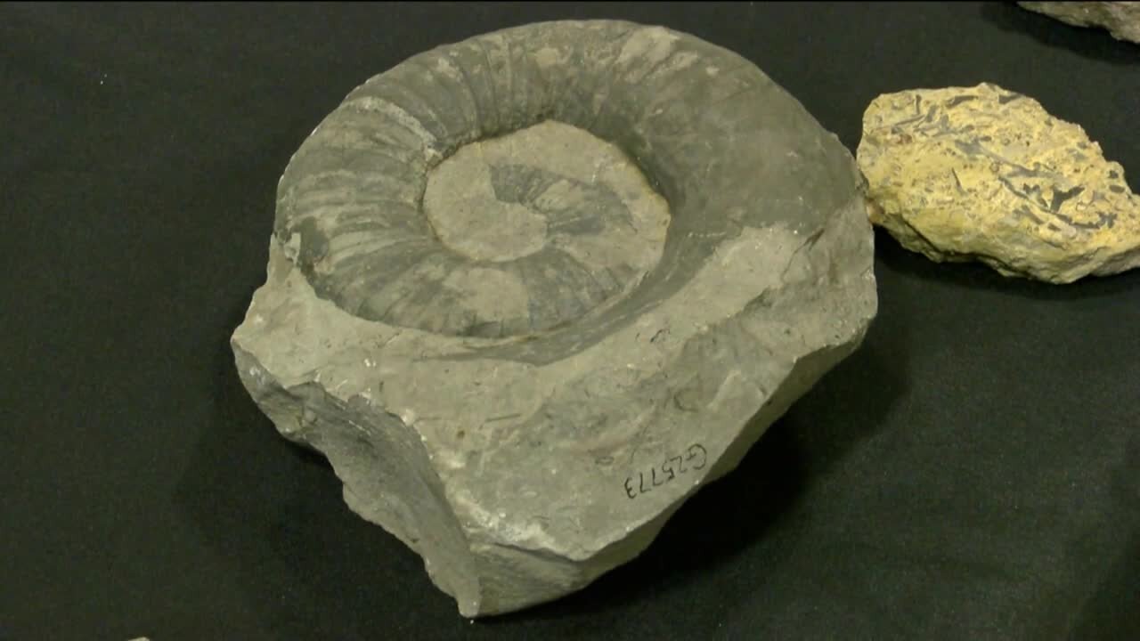 Milwaukee Formation: The fossil you can only find in Milwaukee