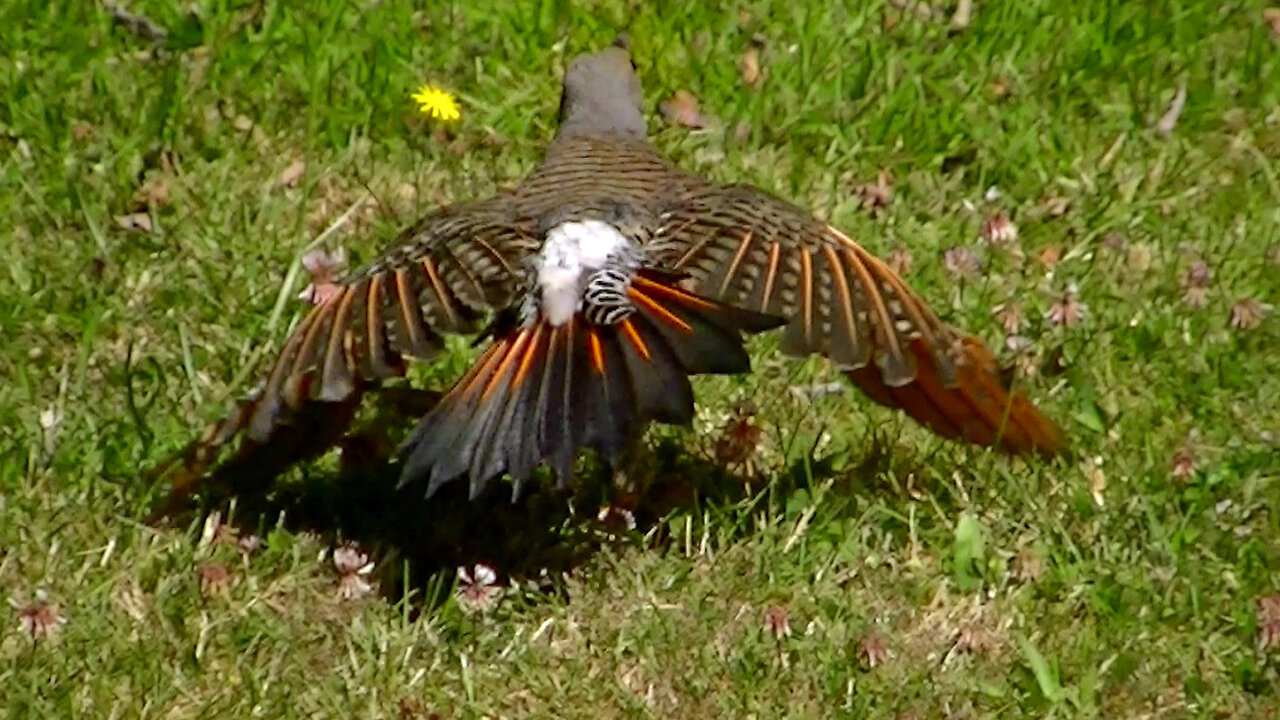 IECV NV #681 - 👀 Northern Flicker Out Back Searching For Food 🐦7-12-2018