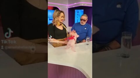 Serghei Mizil si porcusorul Amaliei