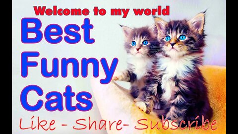 best funny video adorable cats and clever dogs make you happy and fresh #Petsandwild #dogs #cats