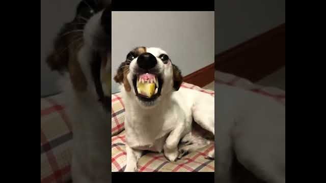 Funny Dog - funny animals video