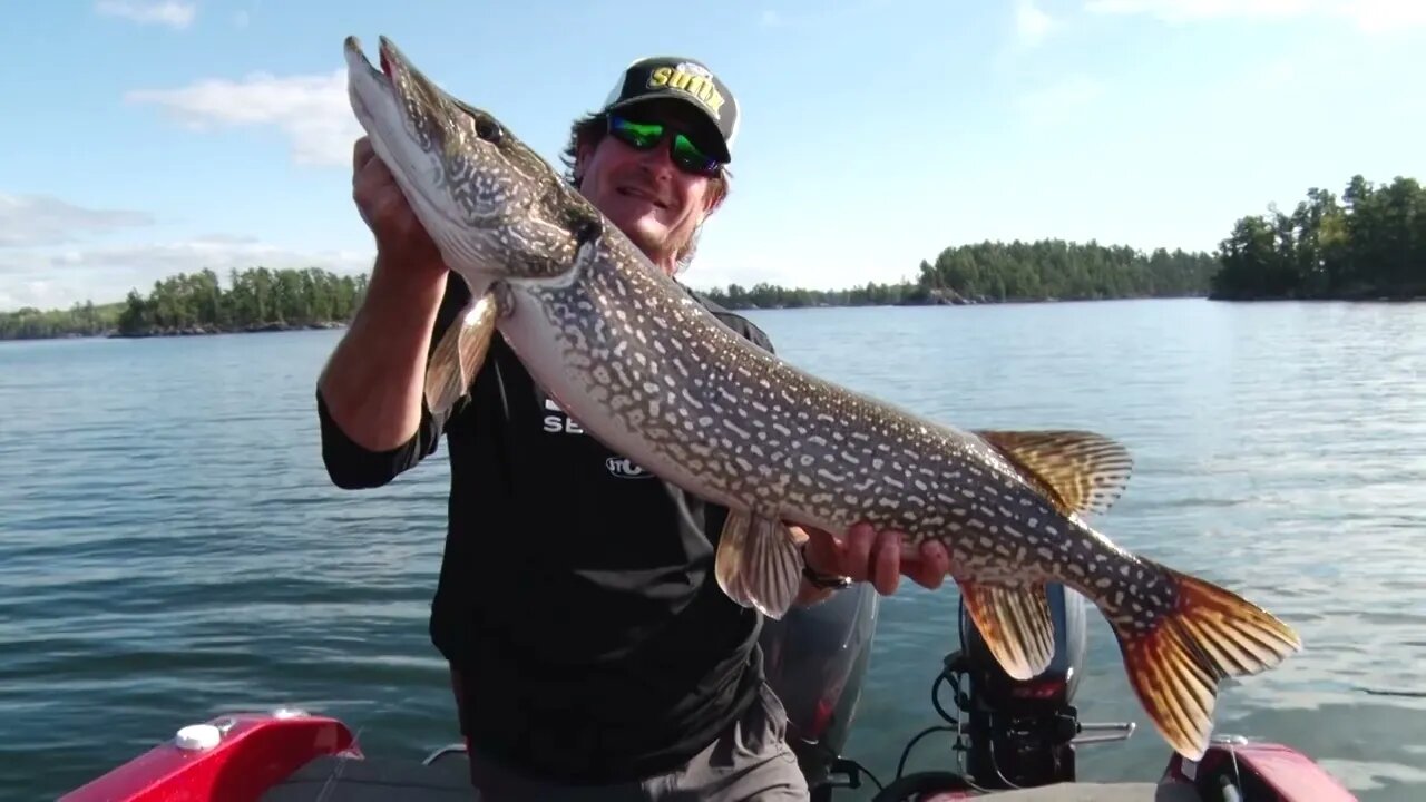 Throwing swimbaits on Rainy Lake