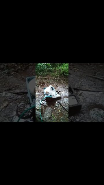 Two Muscovy's in a pond