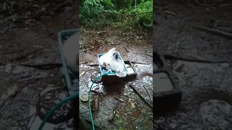 Two Muscovy's in a pond