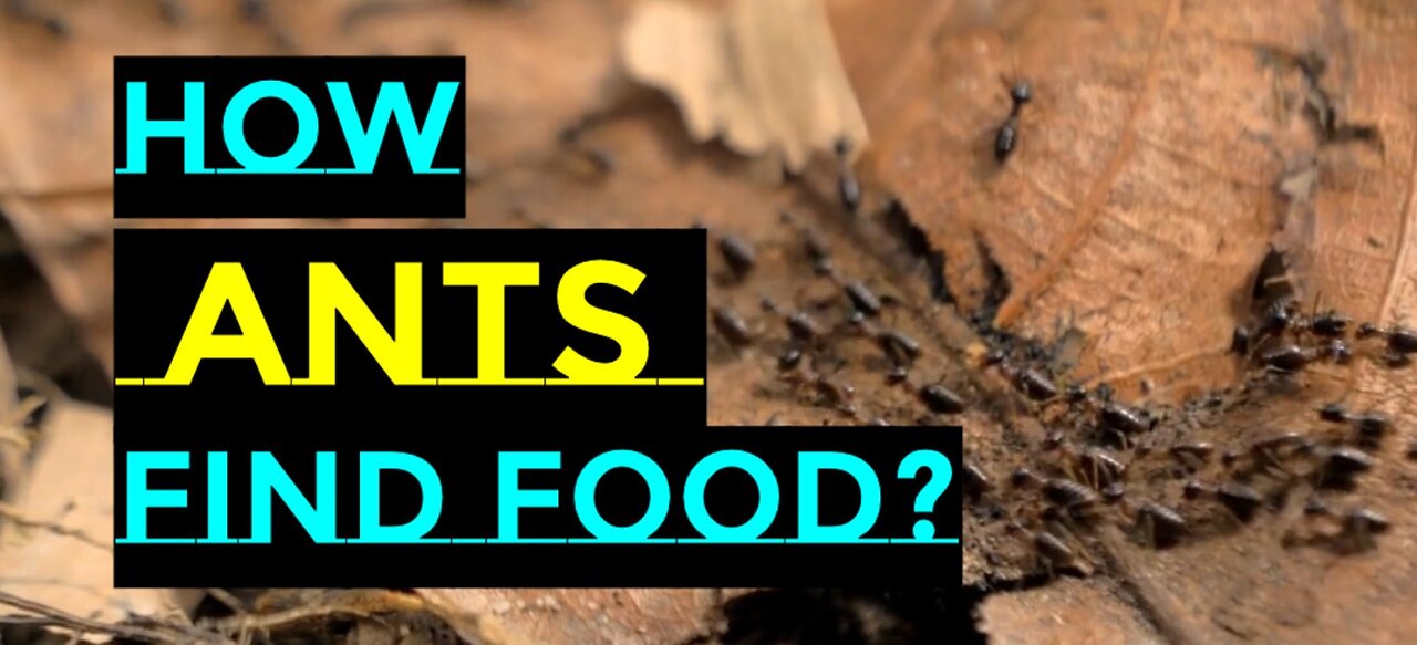 Best way through Ants Find Food