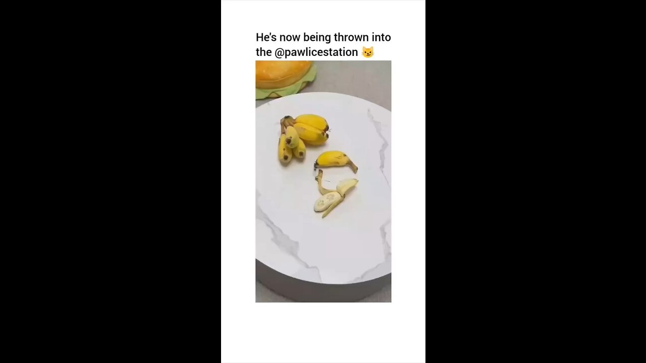 The cat got busted🤣
