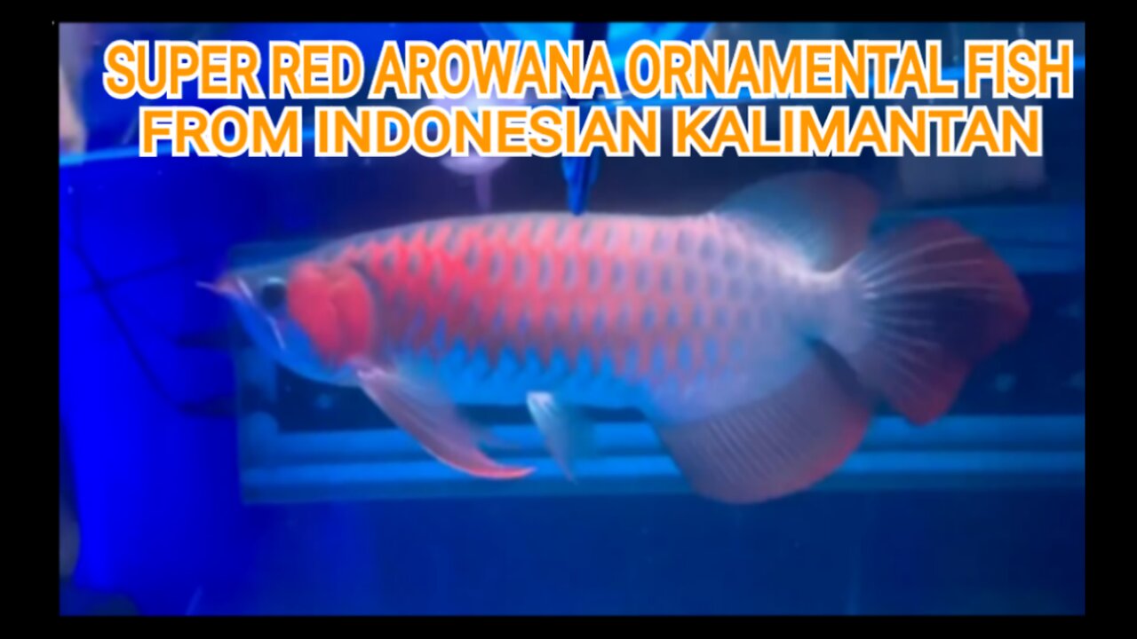 SUPER RED AROWANA ORNAMENTAL FISH FROM INDONESIAN KALIMANTAN