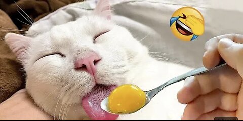 Cute kitess funny cute cats 😹😸