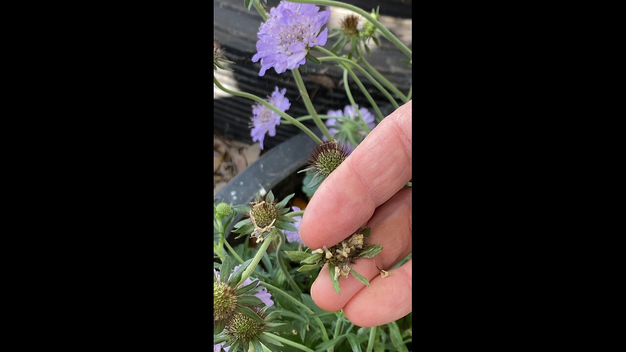 Collecting flower seed for the bees.