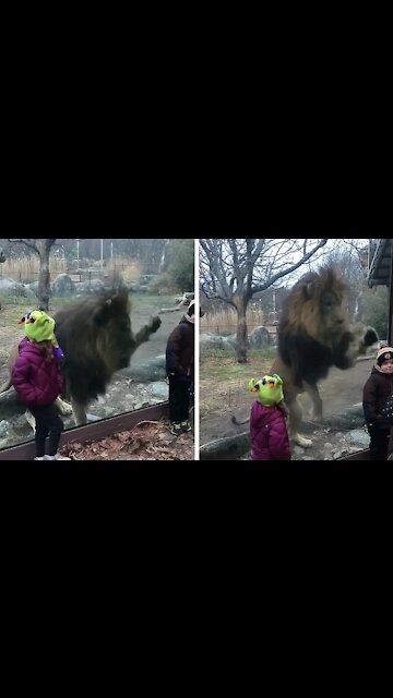 Lion Behind the glass looks at the child and taps on the glass as if he wanted to catch him
