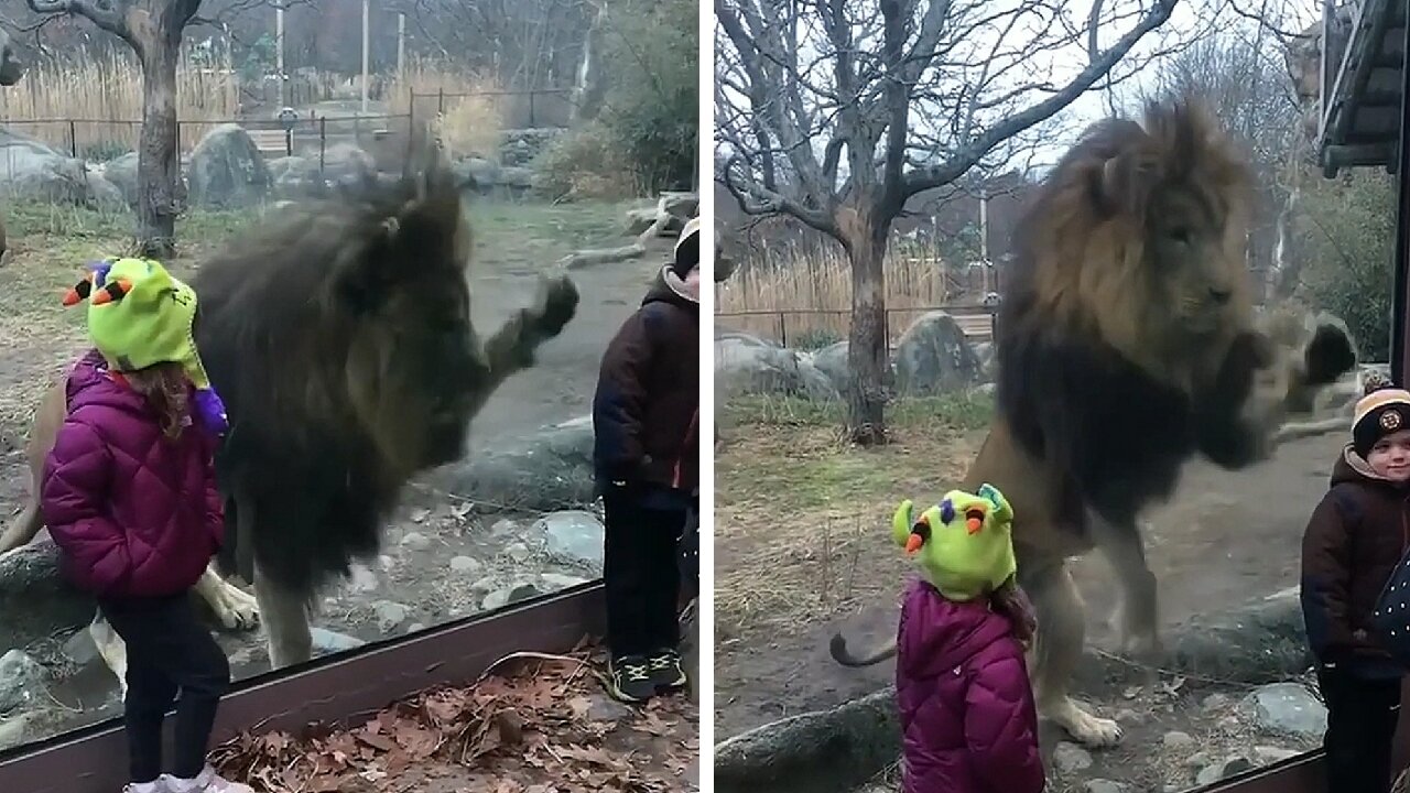 Lion Behind the glass looks at the child and taps on the glass as if he wanted to catch him