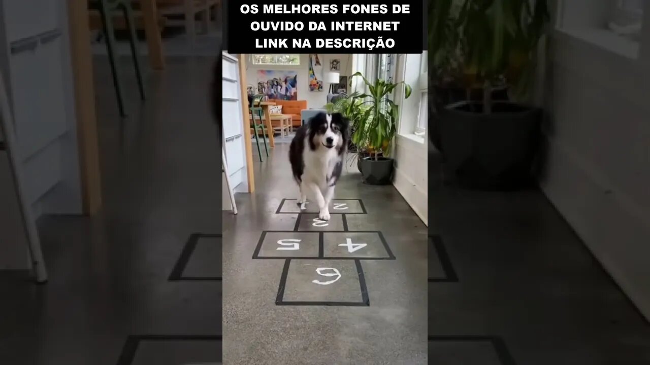 Veja o cachorro que sabe pular amarelinha