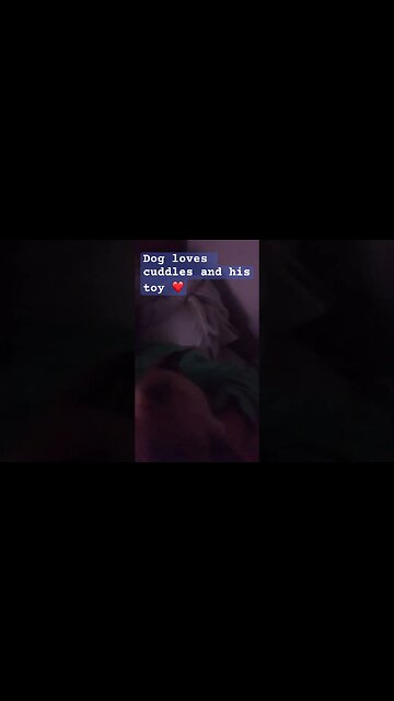 Retired farm dog enjoying cuddles ❤️