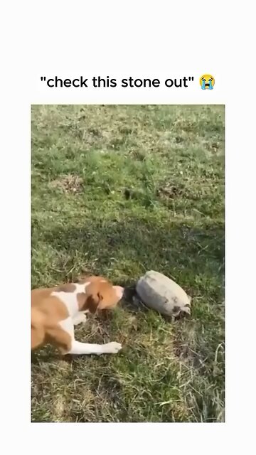 "Comedic Duo: Horse and Dog's Hilarious Shenanigans"