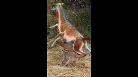 Puma struggles to take down guanaco
