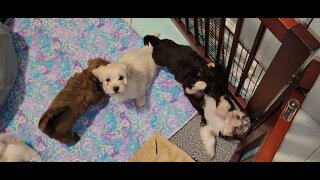 O Litter 6.5 Weeks Old(1)
