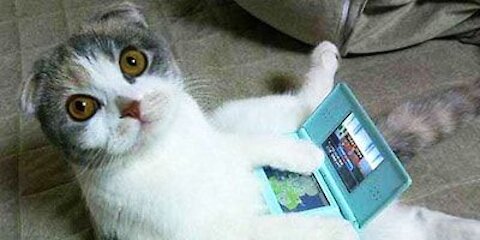 funny cat entertainment injoy The Best Videos for Cats