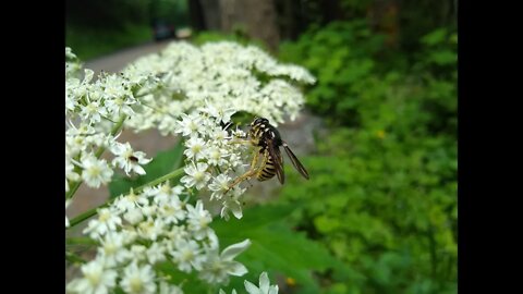 Pollinators Hard at Work Make the World a More Beautiful Place