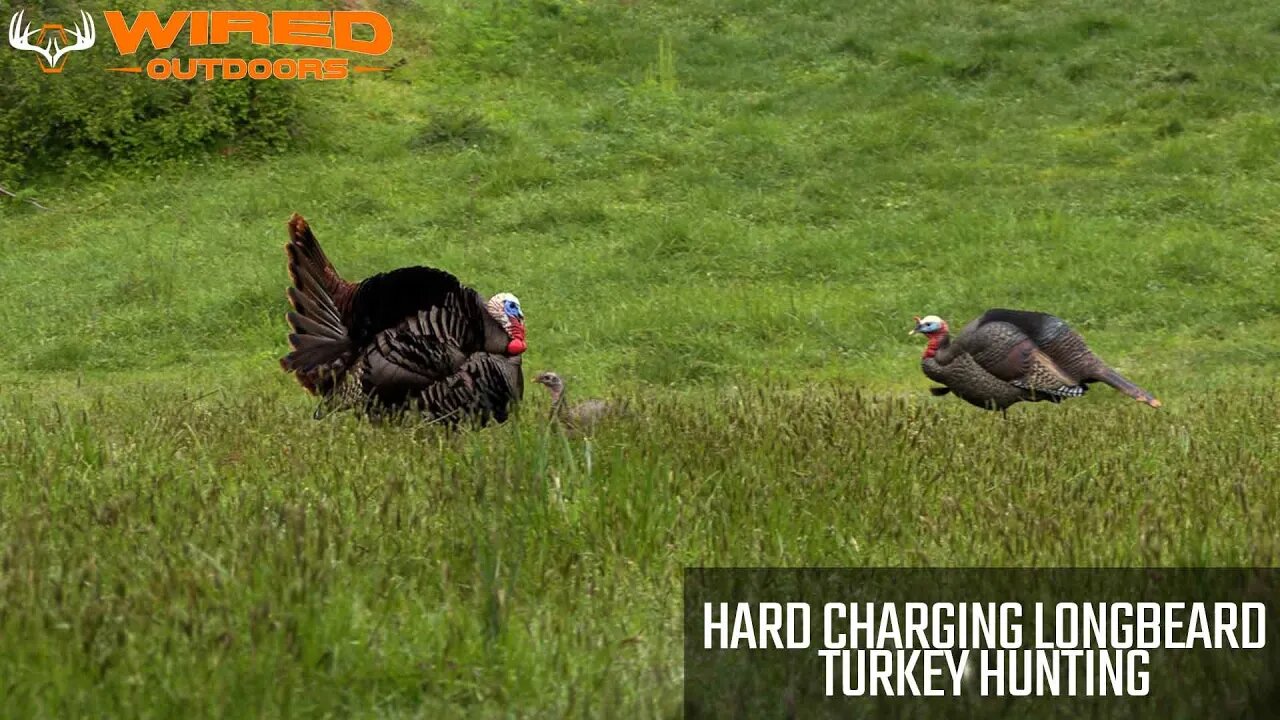 Hard Charging Longbeard - Turkey Hunting